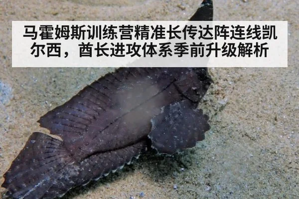 马霍姆斯训练营精准长传达阵连线凯尔西，酋长进攻体系季前升级解析